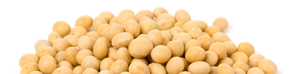 soy-beans